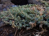 Atriplex glauca ssp ifniensis 6, Saxifraga-Ed Stikvoort